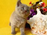 British Shorthair Yavruları Burada