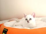 British Shorthair Yavruları