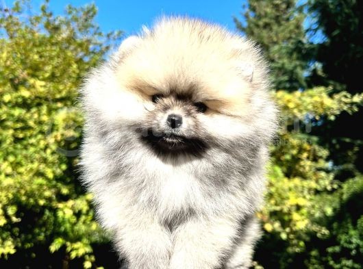 Si̇lver Di̇şi̇ Pomerani̇an görsel