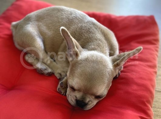 French Bulldog Iki Aylik görsel