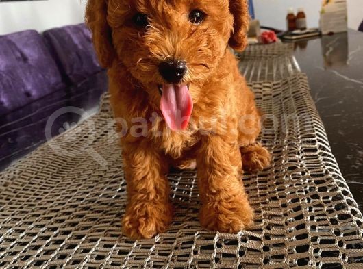 Pasaportlu Toypoodle Yavrular görsel