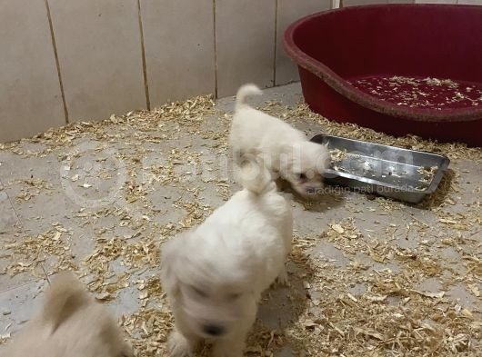 Çiftlikten Beyaz Terier Yavrular (Sdk) görsel