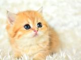 Golden Rengi̇ni̇n En Güzel Tonu Ny11 Bri̇ti̇sh Shorthai̇r