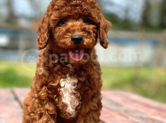 Saglik Ve Irk Garanti̇li̇ Toy Poodle Yavrularimiz