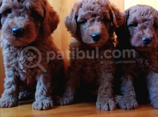 Saglik Ve Irk Garanti̇li̇ Toy Poodle Yavrularimiz görsel