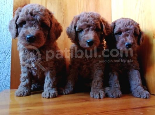 Saglik Ve Irk Garanti̇li̇ Toy Poodle Yavrularimiz görsel