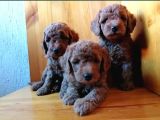 Saglik Ve Irk Garanti̇li̇ Toy Poodle Yavrularimiz