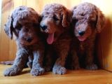 Saglik Ve Irk Garanti̇li̇ Toy Poodle Yavrularimiz