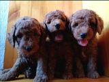 Saglik Ve Irk Garanti̇li̇ Toy Poodle Yavrularimiz