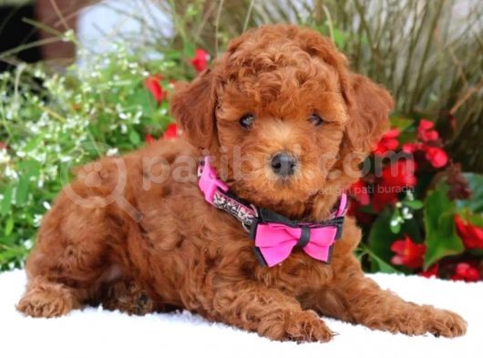 Efsane Guzellikteki Dunya Tatlisi Toy Poodle Yavrumuz görsel