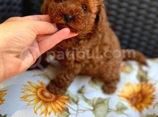 Gulen Surat Dunya Tatlisi Red Toy Poodle Bebeklerimiz görsel