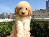 Muhteşem Güzelli̇kteki̇ Orjinal Toy Poodle Yavrulari̇mi̇z