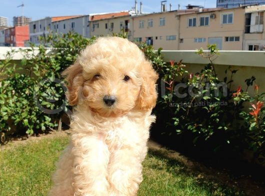Muhteşem Güzelli̇kteki̇ Orjinal Toy Poodle Yavrulari̇mi̇z görsel