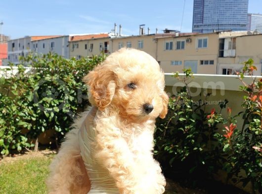 Muhteşem Güzelli̇kteki̇ Orjinal Toy Poodle Yavrulari̇mi̇z görsel