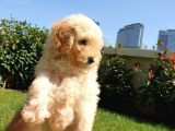 Muhteşem Güzelli̇kteki̇ Orjinal Toy Poodle Yavrulari̇mi̇z
