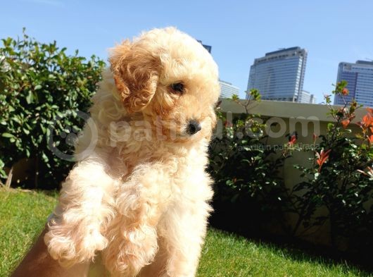 Muhteşem Güzelli̇kteki̇ Orjinal Toy Poodle Yavrulari̇mi̇z