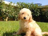 Dünya Tatlisi Show Kalite Toy Poodle Yavrumuz