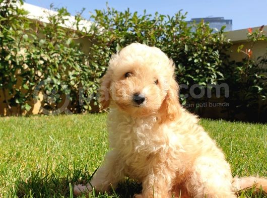 Dünya Tatlisi Show Kalite Toy Poodle Yavrumuz görsel