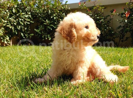 Dünya Tatlisi Show Kalite Toy Poodle Yavrumuz görsel