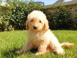 Dünya Tatlisi Show Kalite Toy Poodle Yavrumuz
