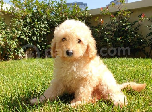 Dünya Tatlisi Show Kalite Toy Poodle Yavrumuz görsel