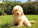 Dünya Tatlisi Show Kalite Toy Poodle Yavrumuz