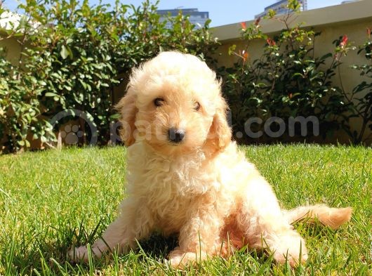 Dünya Tatlisi Show Kalite Toy Poodle Yavrumuz görsel