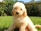 Dünya Tatlisi Show Kalite Toy Poodle Yavrumuz