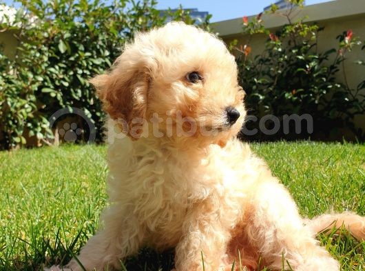 Dünya Tatlisi Show Kalite Toy Poodle Yavrumuz görsel