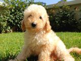 Dünya Tatlisi Show Kalite Toy Poodle Yavrumuz