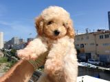 Saglik Ve Irk Garanti̇li̇ Toy Poodle Yavrularimiz