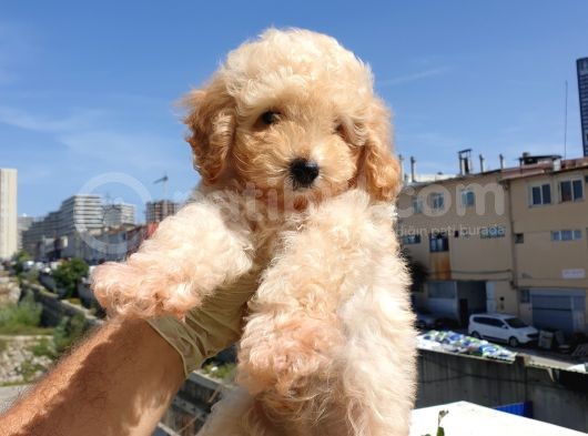 Saglik Ve Irk Garanti̇li̇ Toy Poodle Yavrularimiz görsel