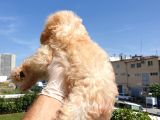 Gulen Surat Dunya Tatlisi Toy Poodle Bebeklerimiz