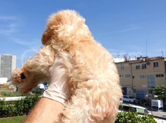 Gulen Surat Dunya Tatlisi Toy Poodle Bebeklerimiz görsel