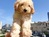 Gulen Surat Dunya Tatlisi Toy Poodle Bebeklerimiz