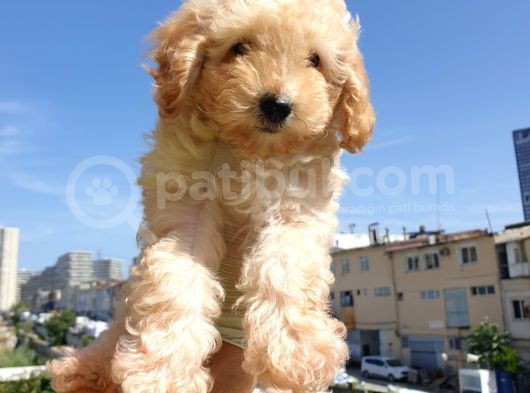 Gulen Surat Dunya Tatlisi Toy Poodle Bebeklerimiz görsel