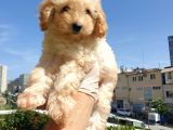 Gulen Surat Dunya Tatlisi Toy Poodle Bebeklerimiz