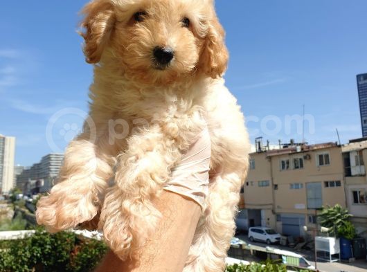 Gulen Surat Dunya Tatlisi Toy Poodle Bebeklerimiz görsel