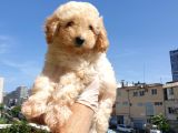 Gulen Surat Dunya Tatlisi Toy Poodle Bebeklerimiz