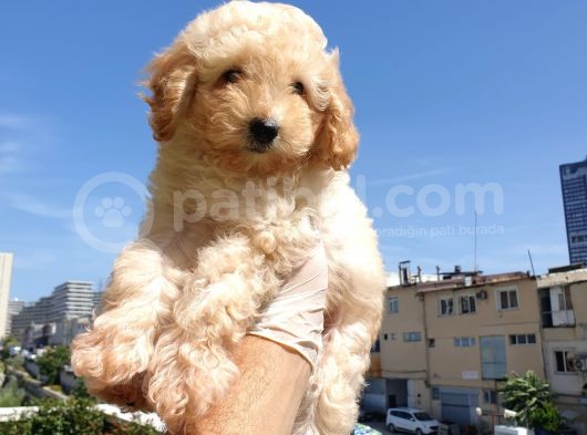Gulen Surat Dunya Tatlisi Toy Poodle Bebeklerimiz görsel