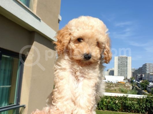 Gulen Surat Dunya Tatlisi Toy Poodle Bebeklerimiz
