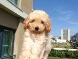Gulen Surat Dunya Tatlisi Toy Poodle Bebeklerimiz