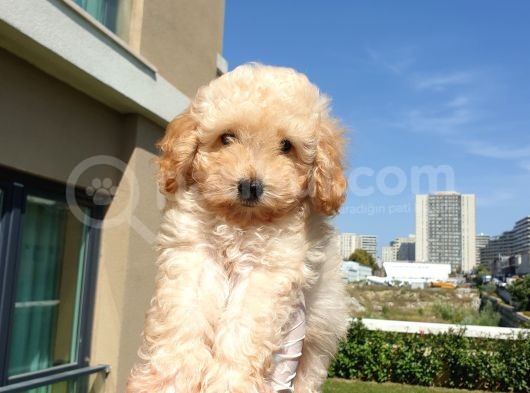 Gulen Surat Dunya Tatlisi Toy Poodle Bebeklerimiz görsel