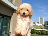 Gulen Surat Dunya Tatlisi Toy Poodle Bebeklerimiz
