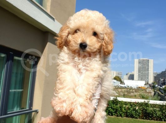 Gulen Surat Dunya Tatlisi Toy Poodle Bebeklerimiz görsel