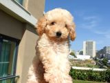 Gulen Surat Dunya Tatlisi Toy Poodle Bebeklerimiz