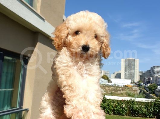Gulen Surat Dunya Tatlisi Toy Poodle Bebeklerimiz görsel