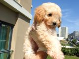 Gulen Surat Dunya Tatlisi Toy Poodle Bebeklerimiz