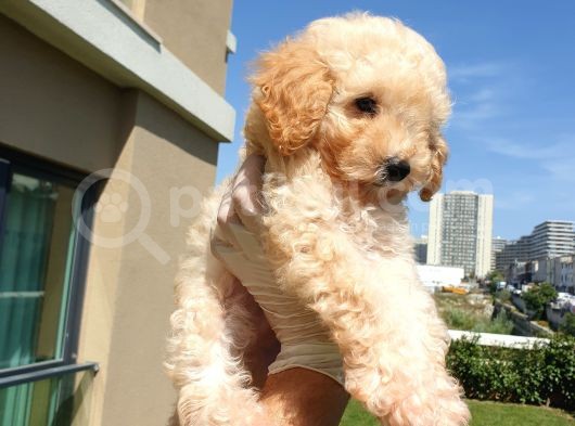 Gulen Surat Dunya Tatlisi Toy Poodle Bebeklerimiz görsel