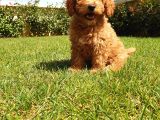 A Kalite Orjinal Red Toy Poodle Yavrularimiz